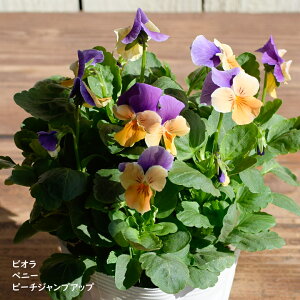 rI yj[ s[`WvAbv c 10.5cm|bg 3.5 A 񂹐A A pW[ rI c Viola
