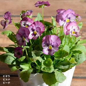 rI sGi s[` c 10.5cm|bg 3.5 A 񂹐A A pW[ rI c Viola