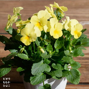 rI  Ђ悱 c 10.5cm|bg 3.5 A 񂹐A A pW[ rI c Viola