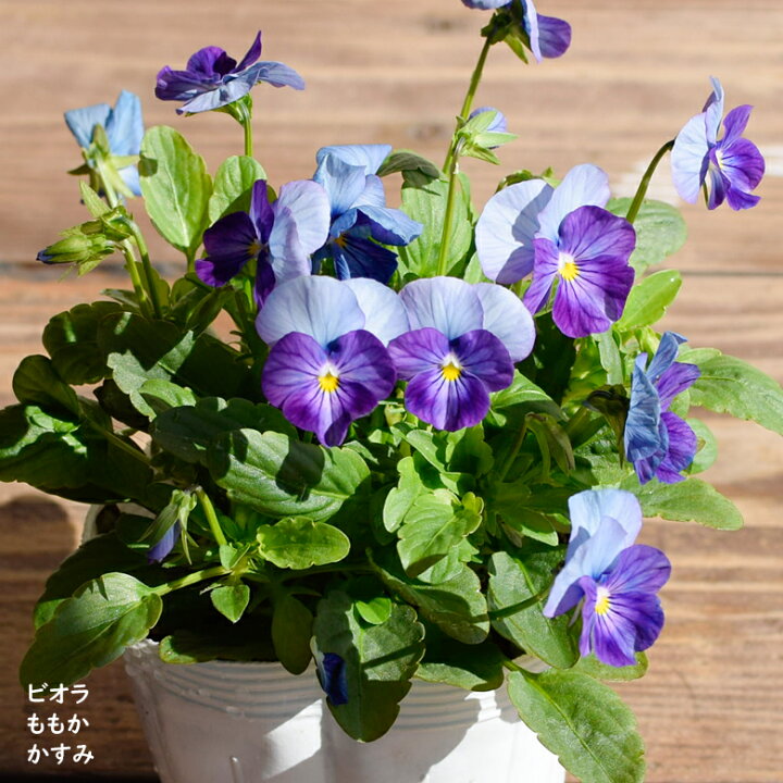 楽天市場】ビオラ ももか かすみ 苗 10.5cmポット 3.5号鉢 庭植え 寄せ植え 鉢植え パンジー ビオラ 苗 Viola : mson-kobe 楽天市場】ビオラ ももか かすみ 苗 10.5cmポット 3.5号鉢 庭植え 寄せ植え 鉢植え パンジー ビオラ 苗 Viola : mson-kobe