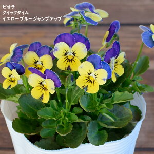 rI NCbN^C CG[u[WvAbv c 10.5cm|bg 3.5 A 񂹐A A pW[ rI c Viola
