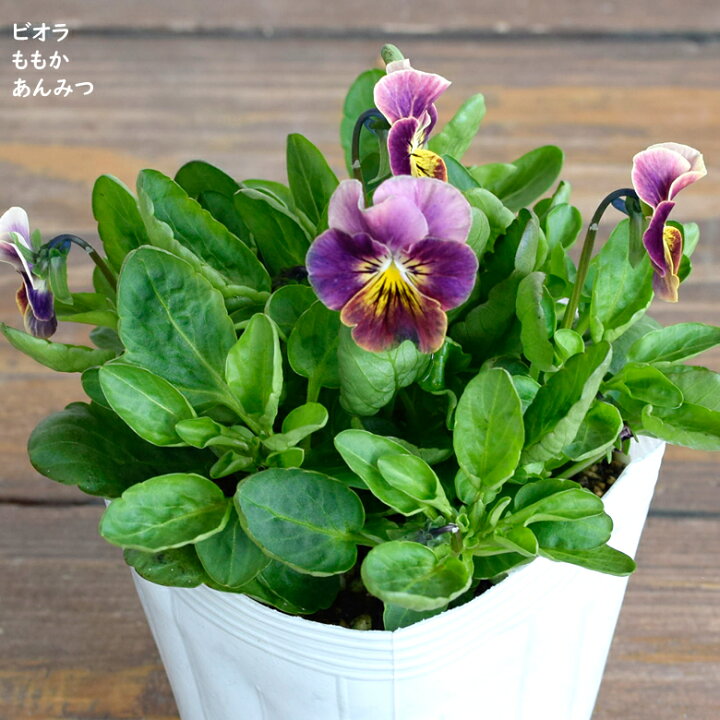 33円 大規模セール ビオラ ももか あんみつ 花なし苗 9cmポット苗 花壇や寄せ植えに 33円 大規模セール ビオラ ももか あんみつ 花なし苗 9cmポット苗 花壇や寄せ植えに