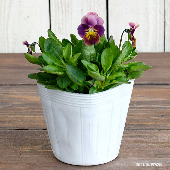 33円 大規模セール ビオラ ももか あんみつ 花なし苗 9cmポット苗 花壇や寄せ植えに 33円 大規模セール ビオラ ももか あんみつ 花なし苗 9cmポット苗 花壇や寄せ植えに