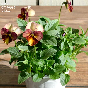 rI Ȃ݂ 񂵂 c 10.5cm|bg 3.5 A 񂹐A A pW[ rI c Viola