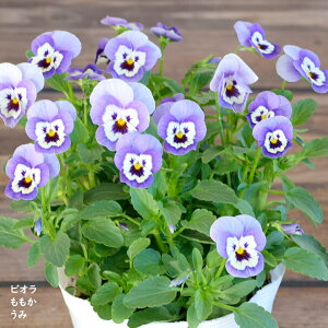 rI   c 10.5cm|bg 3.5 A 񂹐A A pW[ rI c Viola