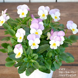 rI t[p[ yVAsN c 10.5cm|bg 3.5 A 񂹐A A pW[ rI c Viola
