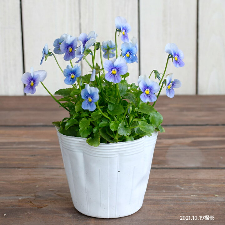 楽天市場 ビオラ ビビ クリアライトブルー 苗 10 5cmポット 3 5号鉢 庭植え 寄せ植え 鉢植え パンジー ビオラ 苗 Viola Mson Kobe