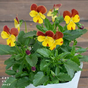 rI rr t@CA c 10.5cm|bg 3.5 A 񂹐A A pW[ rI c Viola