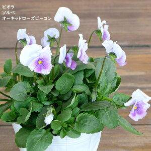 rI \x I[Lbh[Yr[R c 10.5cm|bg 3.5 A 񂹐A A pW[ rI c Viola