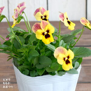 rI  ܂ c 10.5cm|bg 3.5 A 񂹐A A pW[ rI c Viola