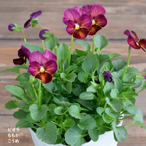 rI   c 10.5cm|bg 3.5 A 񂹐A A pW[ rI c Viola