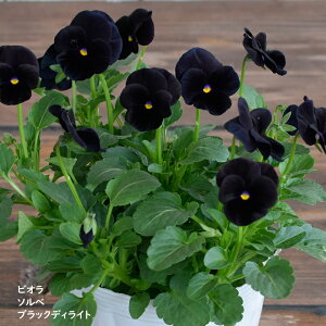 rI \x ubNfBCg c 10.5cm|bg 3.5 A 񂹐A A pW[ rI c Viola