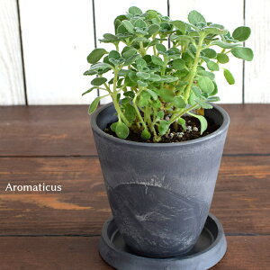 A}eBJX c 4 12cm Aromaticus A n[u 悯 A