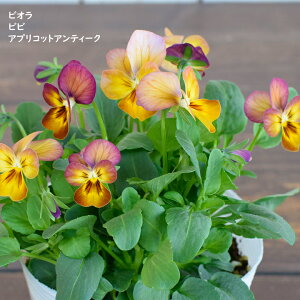 rI rr AvRbgAeB[N c 10.5cm|bg 3.5 A 񂹐A A pW[ rI c Viola