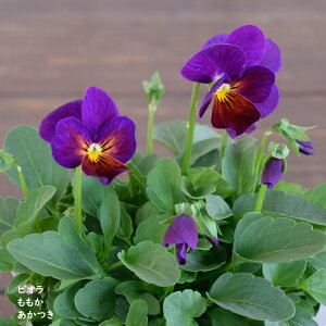 rI   c 10.5cm|bg 3.5 A 񂹐A A pW[ rI c Viola