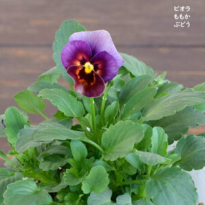 rI  Ԃǂ c 10.5cm|bg 3.5 A 񂹐A A pW[ rI c Viola