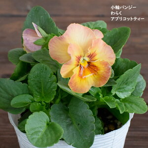 փpW[ 炭 AvRbgeB c 10.5cm|bg 3.5 A 񂹐A A pW[ rI c pansy