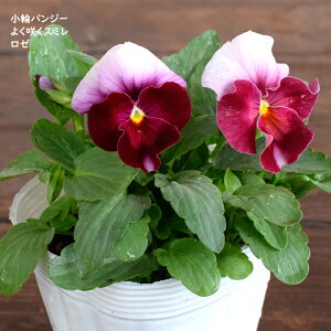 փpW[ 悭炭X~ [ c 10.5cm|bg 3.5 A 񂹐A A pW[ rI c pansy