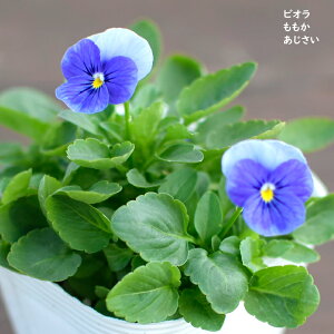 rI   c 10.5cm|bg 3.5 A 񂹐A A pW[ rI c Viola