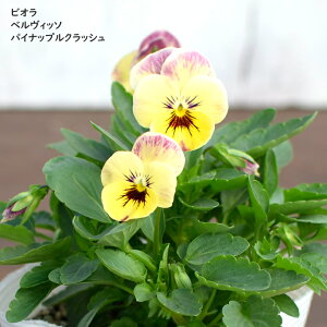rI xBb\ pCibvNbV c 10.5cm|bg 3.5 A 񂹐A A pW[ rI c Viola