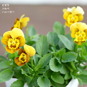 rI \x nj[r[ c 10.5cm|bg 3.5 A 񂹐A A pW[ rI c Viola