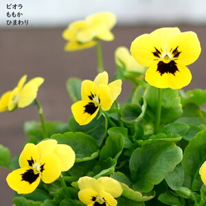 rI  Ђ܂ c 10.5cm|bg 3.5 A 񂹐A A pW[ rI c Viola