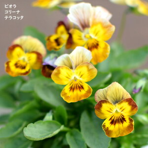 rI R[i eRb^ c 10.5cm|bg 3.5 A 񂹐A A pW[ rI c Viola