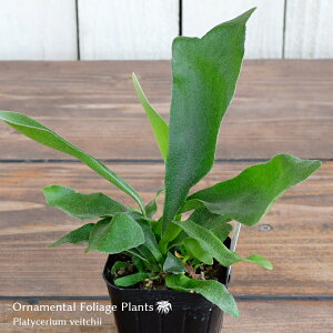 観葉植物 コウモリラン ハンギング 観葉植物の人気商品 通販 価格比較 価格 Com