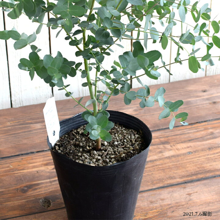 楽天市場 観葉植物 ユーカリ グニー 18cmポット 6号鉢 苗木 Eucalyptus Gunnii Red 室内観葉 苗 鉢植え 庭植え Mson Kobe