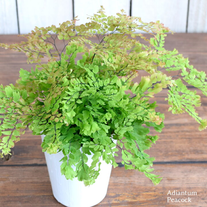 楽天市場 観葉植物 アジアンタム ピーコック 9cmポット 3号鉢 Adiantum Peacock 室内観葉 シダ おしゃれ かわいい ビトロプラス Vitro Plus Mson Kobe