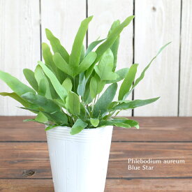 楽天市場 シダ ブルースターの通販