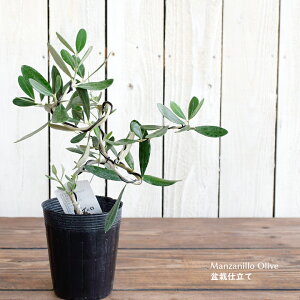 オリーブ 苗木の通販 価格比較 価格 Com