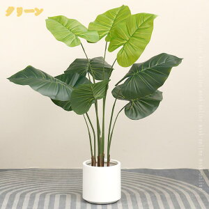 クワズイモ 観葉植物」の人気商品一覧・価格比較 - 価格.com
