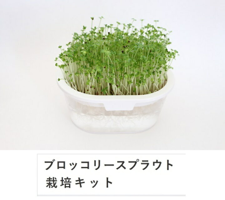楽天市場 全国送料無料 グリーンフィールド ブロッコリー スプラウト 栽培キット 有機種子ｘ２袋入 3個セット B056 ホワイト 美食同源