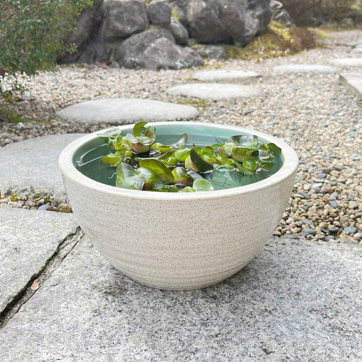 楽天市場】【信楽焼】メダカ鉢 10号白かすみ 水蓮鉢 金魚鉢 ハス鉢 