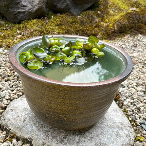 【信楽焼】メダカ鉢 11号窯肌ひねり 水蓮鉢 金魚鉢 ハス鉢 直径33cm 和風 ガーデニング アクアリウム ビオトープ作りに メダカ・金魚の飼育に ty070-05