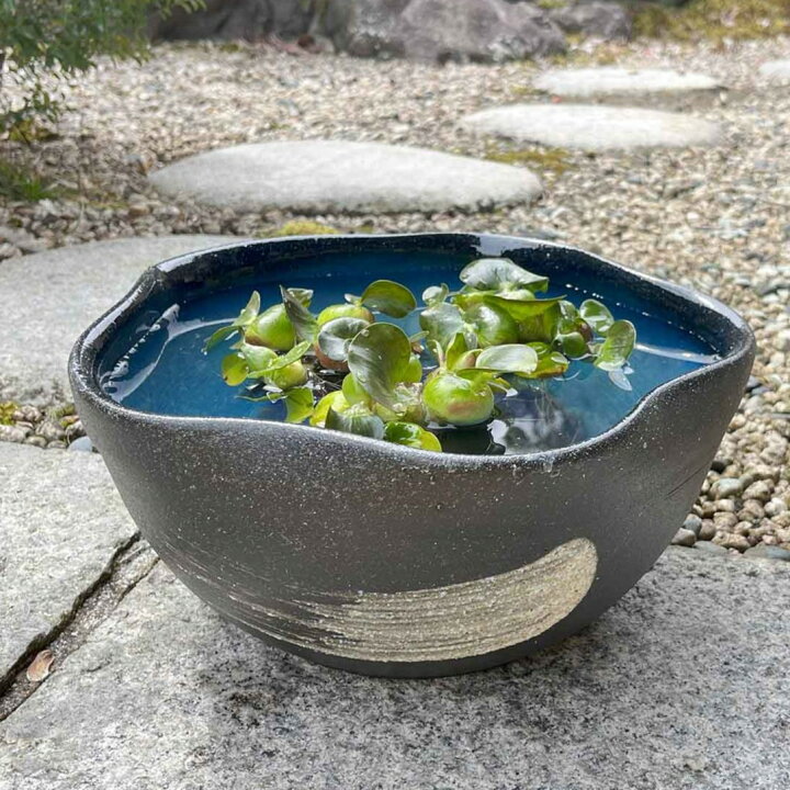 楽天市場】【信楽焼】メダカ鉢 蒼釉刷毛目水鉢 水蓮鉢 金魚鉢 ハス鉢 