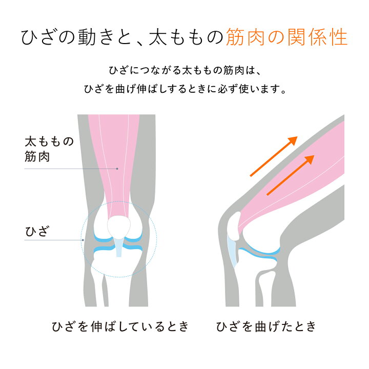 楽天市場】シックスパッド ニーフィット SIXPAD Knee Fit EMS MTG ひざ 