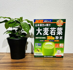 �R�{���� ���p�唞��t����100�� 3g×44��