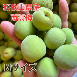 楽天市場】南高梅 和歌山県有田川町産 栽培中農薬不使用 訳あり 青梅 