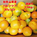 【 訳あり 】 バレンシアオレンジ 1.2kg〜 1000円ポッキリ 送料無料 オレンジ 国産オレンジ みかん 有田みかん お試し 産地直送 和歌山県産 国産 箱込み5kg 箱込み10kg『無くなり次第終了』
