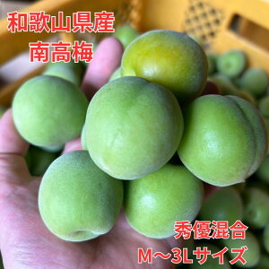�y�\��̔��z�썂�~ �a�̎R���L�c�쒬�Y �G�D���� M�`3L�T�C�Y 1kg�` �������� �~ �~�� �~�V���b�v �~�����p �󂠂���݂̉��i�ō��i�� �Y�n���� 2kg 3kg 5kg 10kg ���� �E��