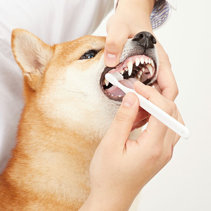 楽天市場】犬用 歯ブラシ オーガニック made of Organics for Dog やわらか段差歯ブラシ【Hi taper】 購入金額別特典あり 無添加 正規品 メイドオブオーガニクス フォードッグ ナチュラル : オーガニック 健康生活 むぎごころ 楽天市場】犬用 歯ブラシ オーガニック made of Organics for Dog やわらか段差歯ブラシ【Hi taper】 購入金額別特典あり 無添加 正規品 メイドオブオーガニクス フォードッグ ナチュラル : オーガニック 健康生活 むぎごころ