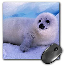 【中古】【輸入品・未使用】3dRose LLC 8 x 8 x 0.25 Inches Mouse Pad%カンマ% Gulf of St.Lawrence%カンマ% Harp Seal - Gavriel Jecan (mp_74855_1) [並行輸入品]