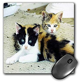 【中古】【輸入品・未使用】3dRose LLC 8 x 8 x 0.25 Inches Mouse Pad%カンマ% 2 Adorable Calico Kittens (mp_49275_1) [並行輸入品]