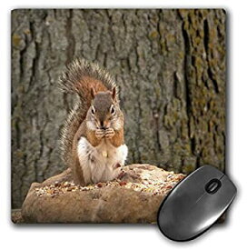 【中古】【輸入品・未使用】3dRose LLC 8 x 8 x 0.25 Inches Mouse Pad%カンマ% Red Squirrel (mp_54410_1) [並行輸入品]