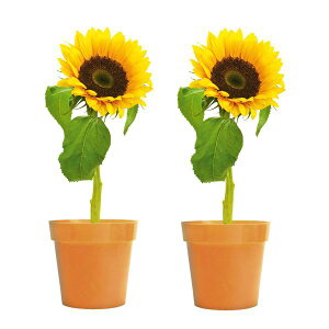 yiI̋@ȂzhCc蒼AXebJ[KXpЂ܂EBhEXebJ[EH[XebJ[ 50×70cm V[