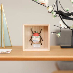 ]˖ؖڍl` koikko K insectum CZN^ niO `H|i IuWF