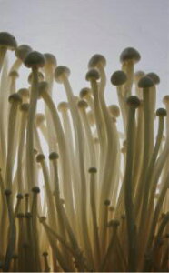 ̔RX[u Vol.93 ̂ 65pbN