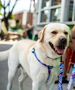 WOLFGANG EtMO p n[lX MarbleWave Harness LTCY ^p ^p  }[uEFCu u[n WH-003-102